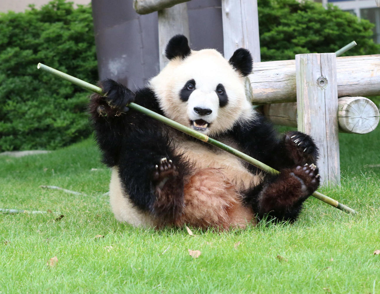 アドベンチャーワールドから中国に返還されることが決まった、ジャイアントパンダの彩浜