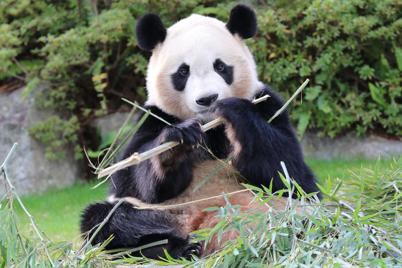 アドベンチャーワールドから中国に返還されることが決まった、ジャイアントパンダの楓浜（撮影・柏山自夢）