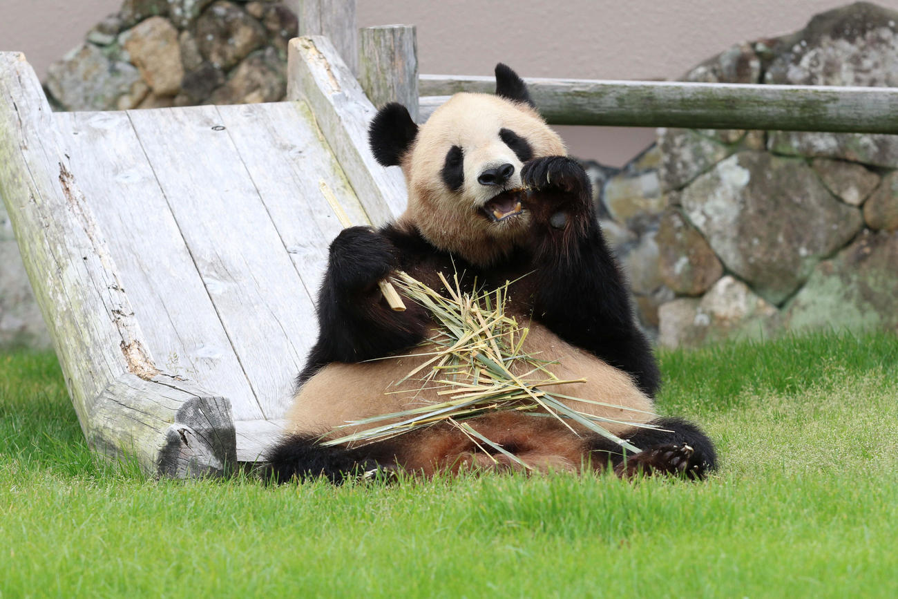 アドベンチャーワールドから中国に返還されることが決まった、ジャイアントパンダの良浜