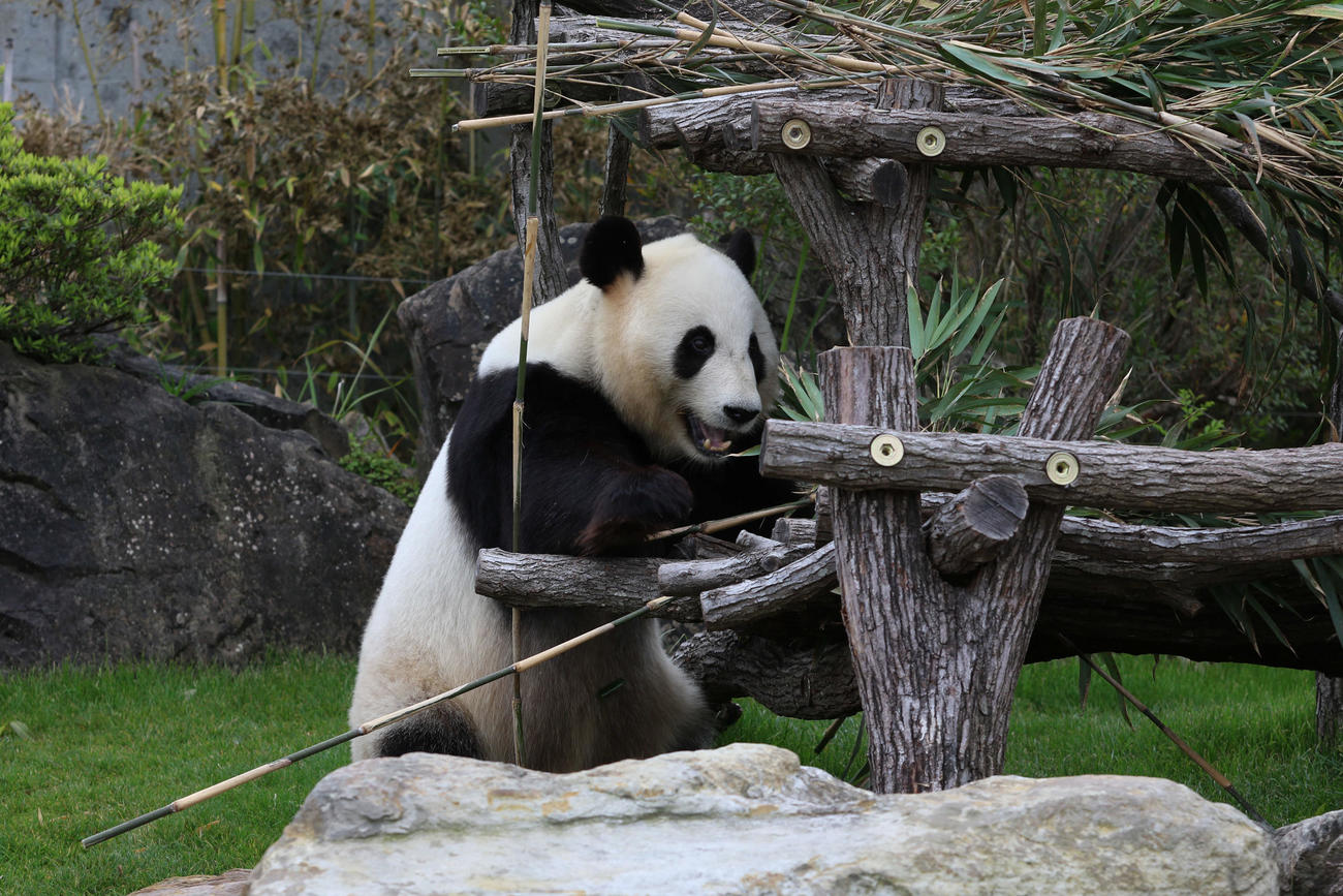 アドベンチャーワールドから中国に返還されることが決まった、ジャイアントパンダの結浜