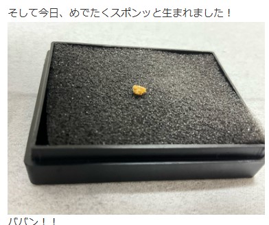 サンド富澤のブログから