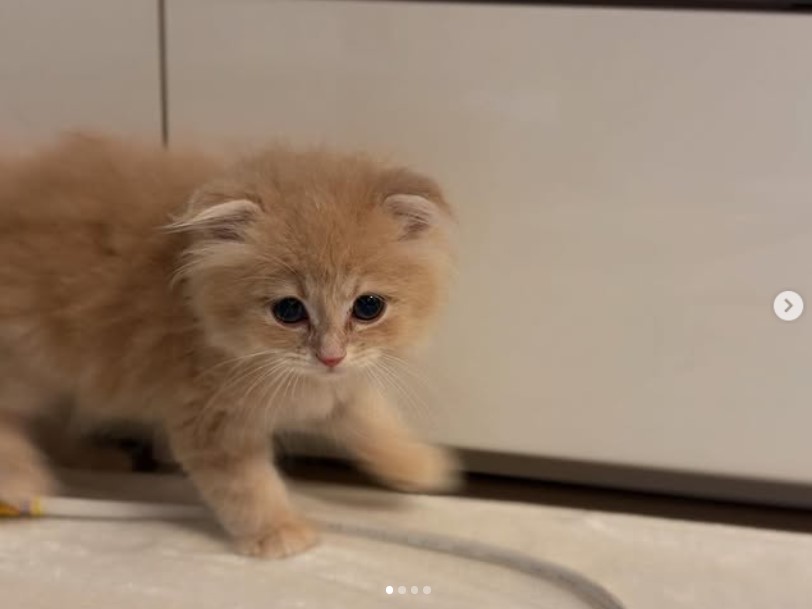 高城れにの新しい家族（高城れにのインスタグラムから）