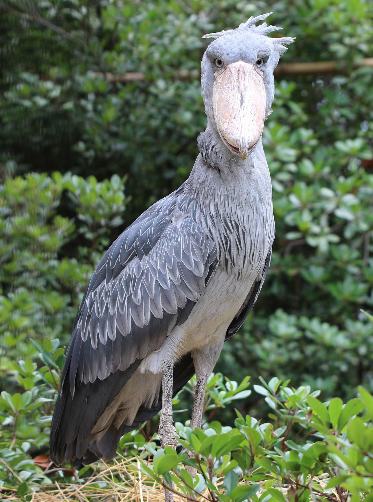 動かないのが魅力。メスのハシビロコウ「しずか」（提供：千葉市動物公園）