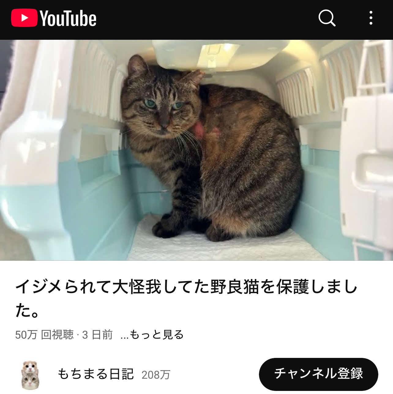 YouTubeチャンネル「もちまる日記」で保護された地域猫ミミちゃん