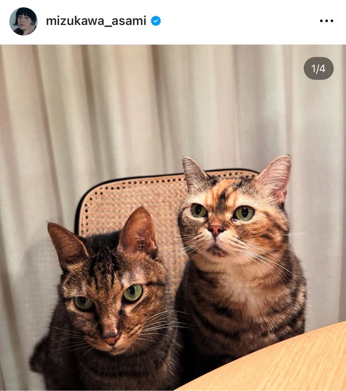 愛猫の写真を公開（水川あさみのインスタグラムから）