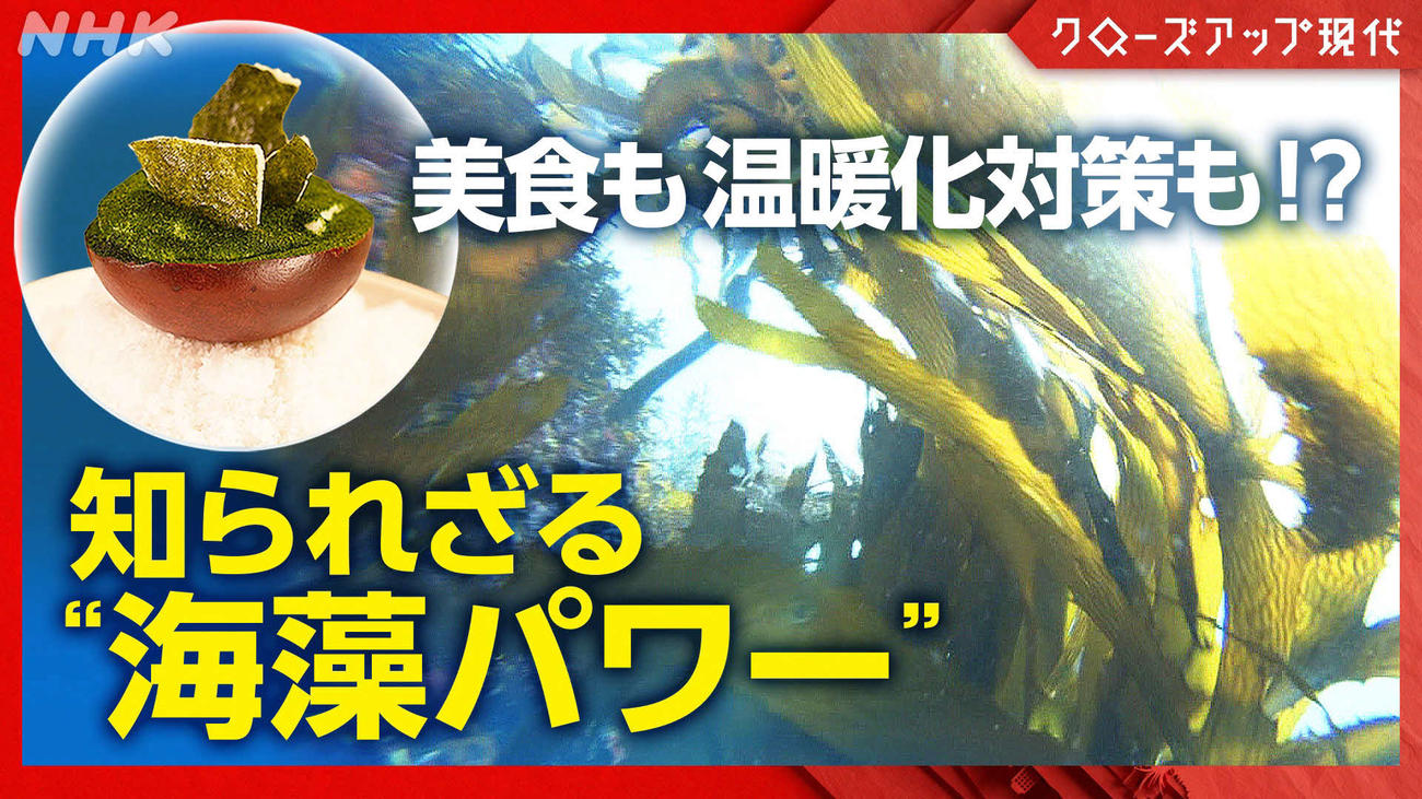 NHK総合で9月3日放送の「クローズアップ現代」の特集「世界が注目”海藻パワー“　大国ニッポンが持つ可能性は？（仮）」