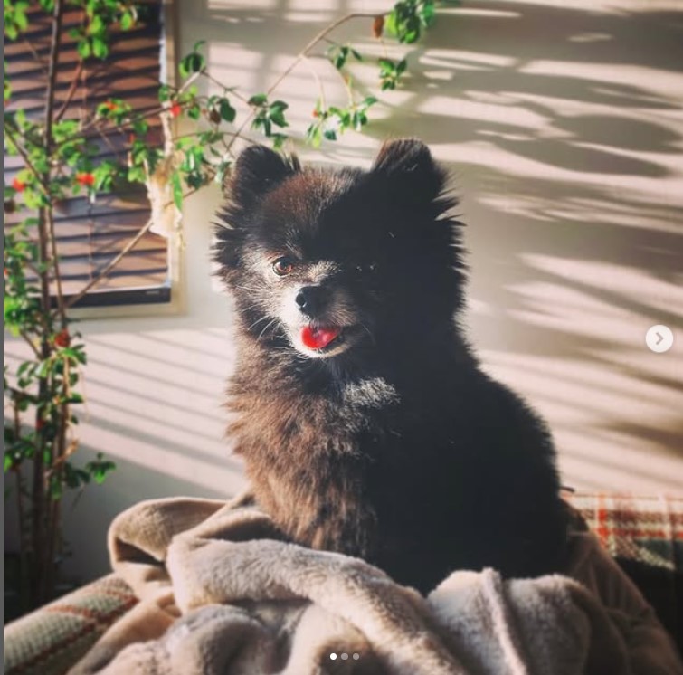 瀬戸康史のインスタグラムから