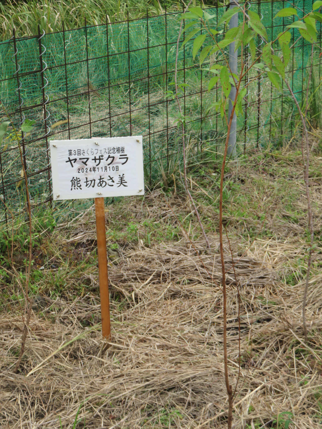 熊切あさ美が昨年植樹したヤマザクラ