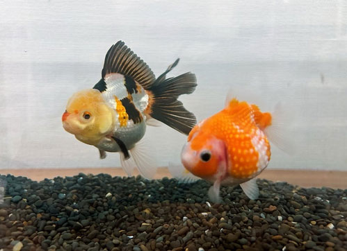 保田圭のオフィシャルブログから