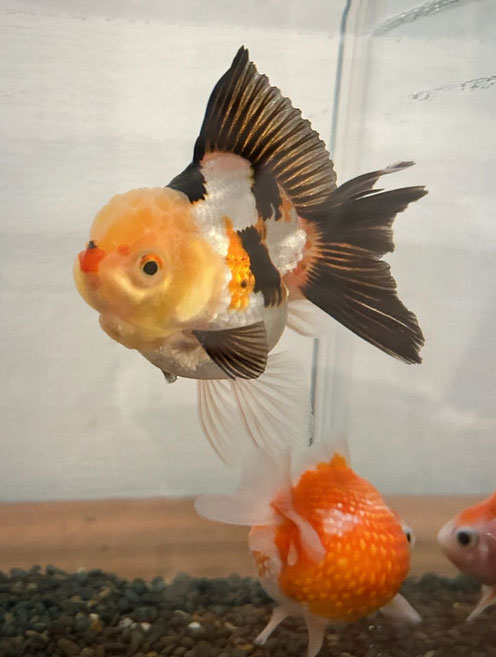 保田圭のオフィシャルブログから