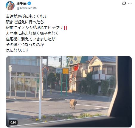 原千晶のXから