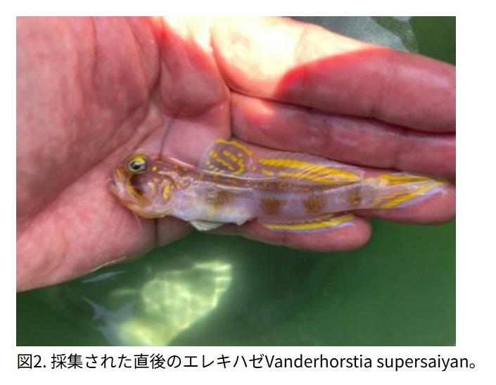琉球大ホームページから