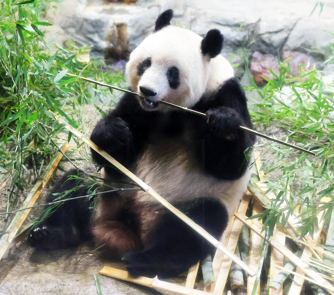 2023年2月19日　上野動物園での最終観覧となったジャイアントパンダのシャンシャン