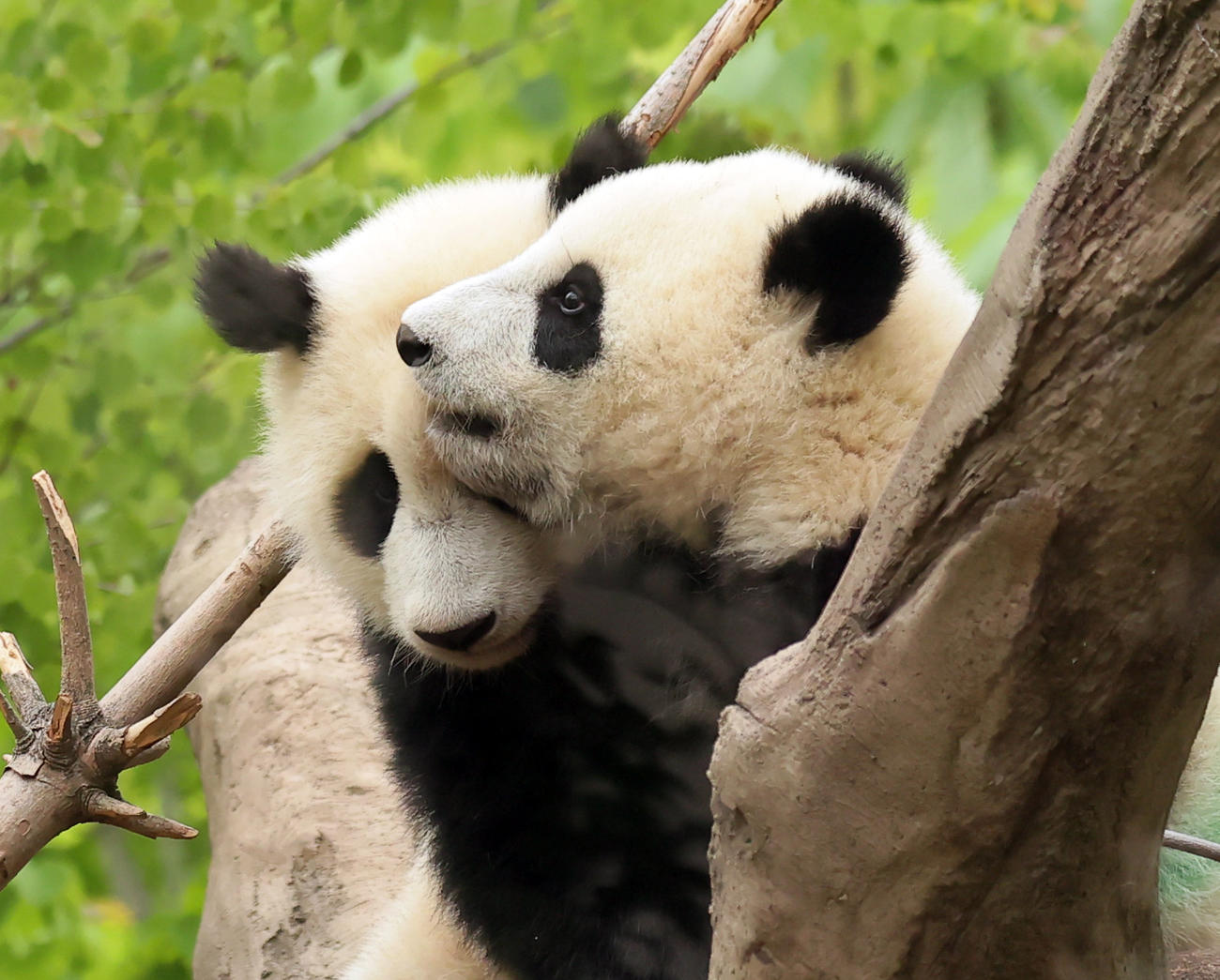 上野動物園の双子のパンダ　じゃれ合うレイレイ（左）とシャオシャオ＝2022年4月27日