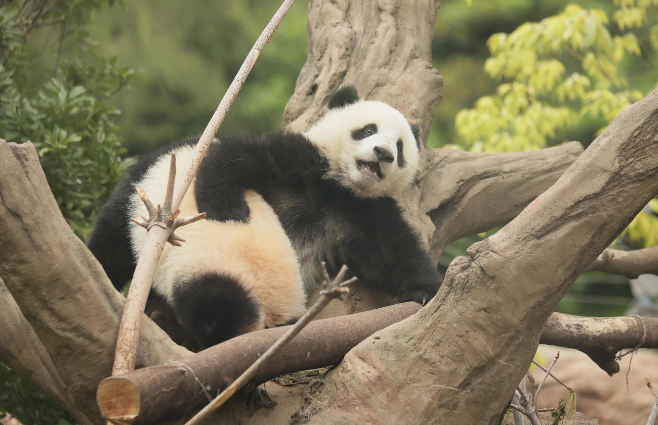 上野動物園の双子のパンダ　レイレイ（左）とじゃれ合うシャオシャオ＝2022年4月27日