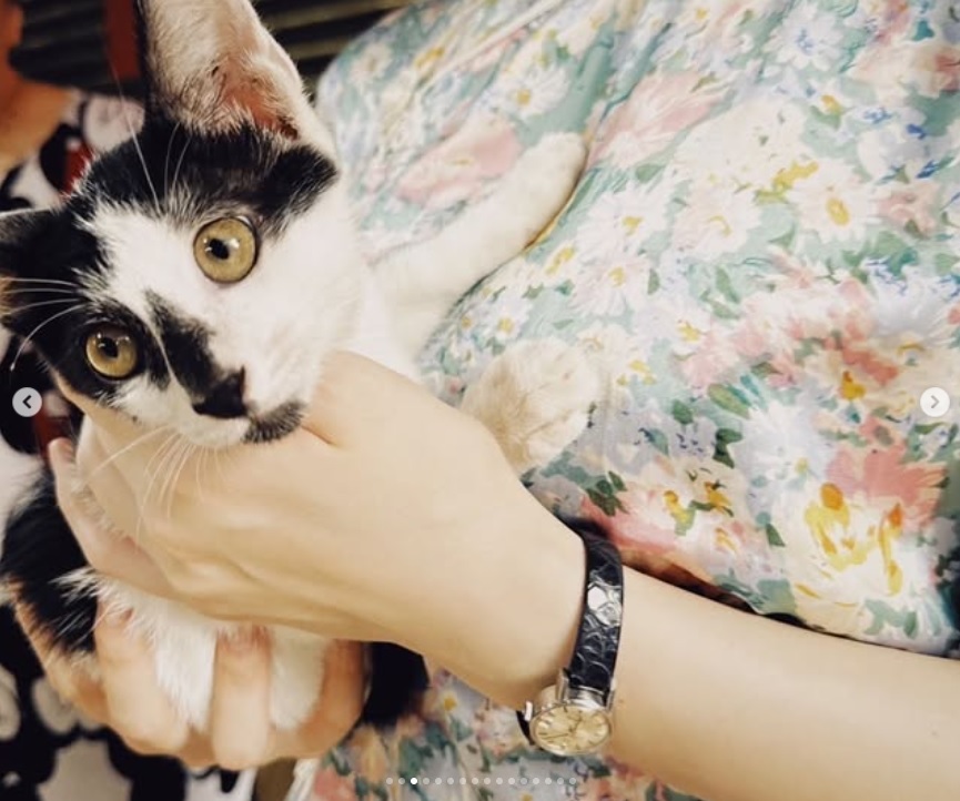 胸をタッチする猫（吉岡里帆のインスタグラムから）
