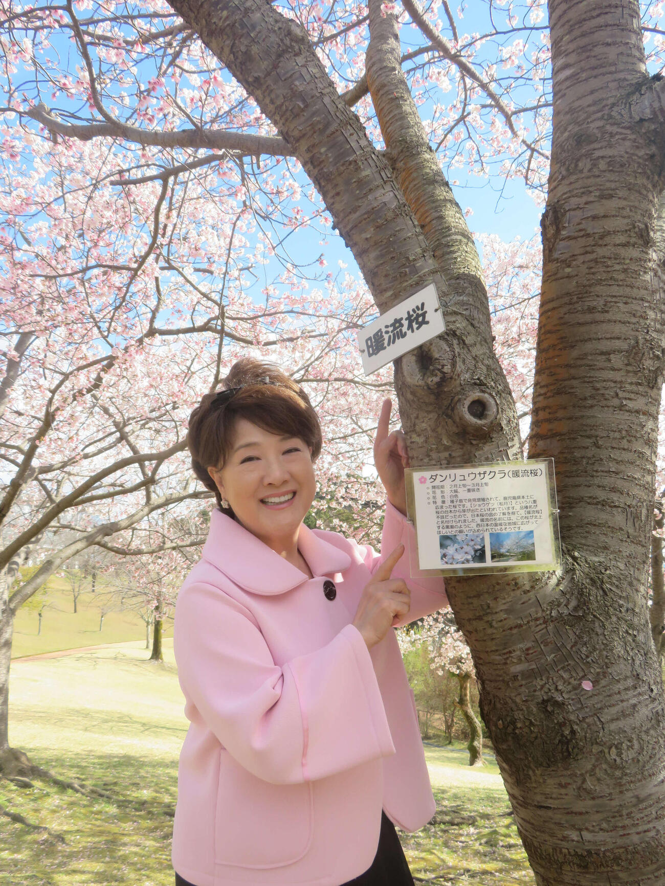 新曲「暖流桜」の舞台鹿児島で暖流桜を堪能する川中美幸（撮影・川田和博）