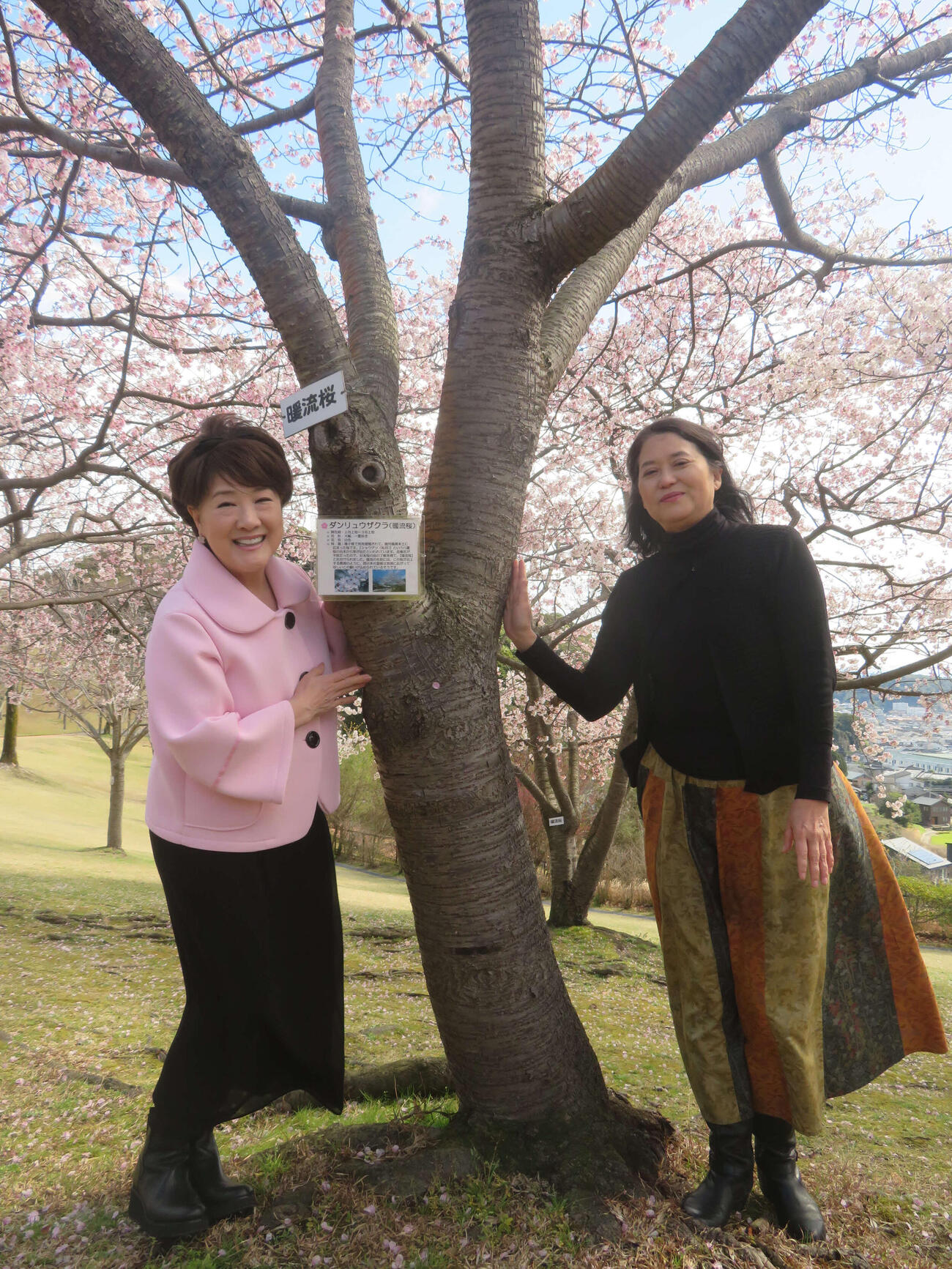 新曲「暖流桜」の作詞家京えりこ氏（右）と暖流桜を堪能する川中美幸（撮影・川田和博）