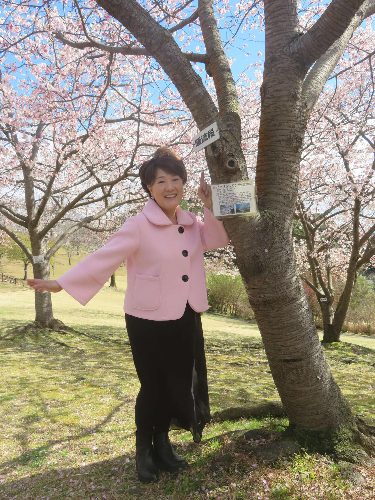 新曲「暖流桜」の舞台鹿児島で暖流桜を堪能する川中美幸（撮影・川田和博）