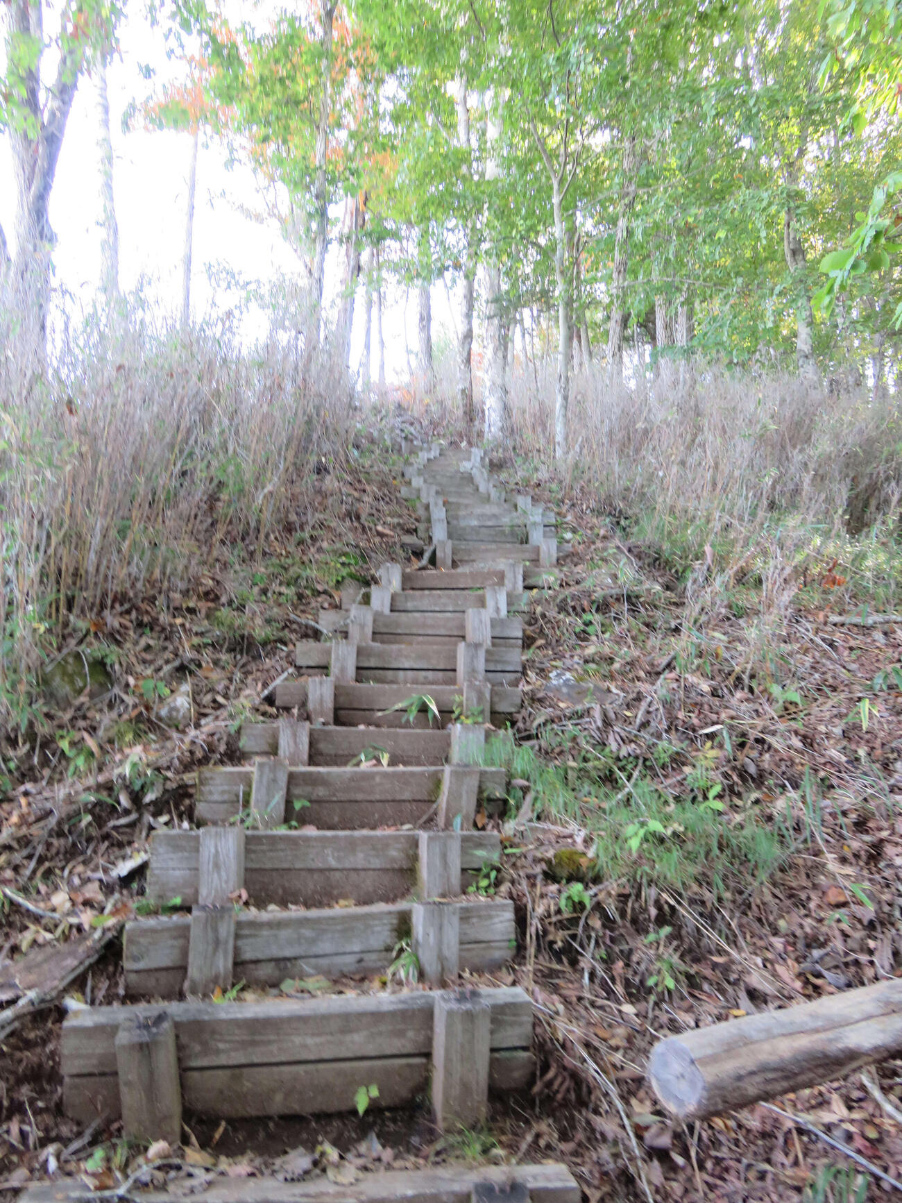 登り始めは階段が続く登山道※写真はイメージ