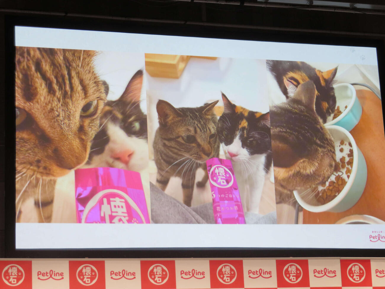 ペットライン「懐石」新CM＆アンバサダー継続発表会で佐久間大介が公開した愛猫