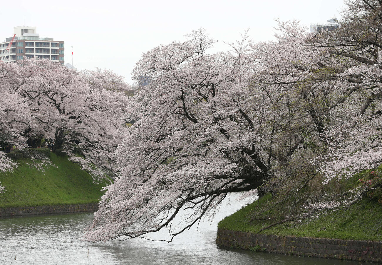 千鳥ケ淵の桜（2020年3月撮影）
