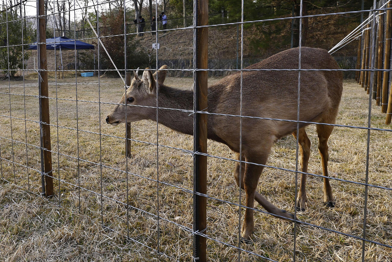 捕獲され、新居となる飼育場所で過ごすシカ（共同）
