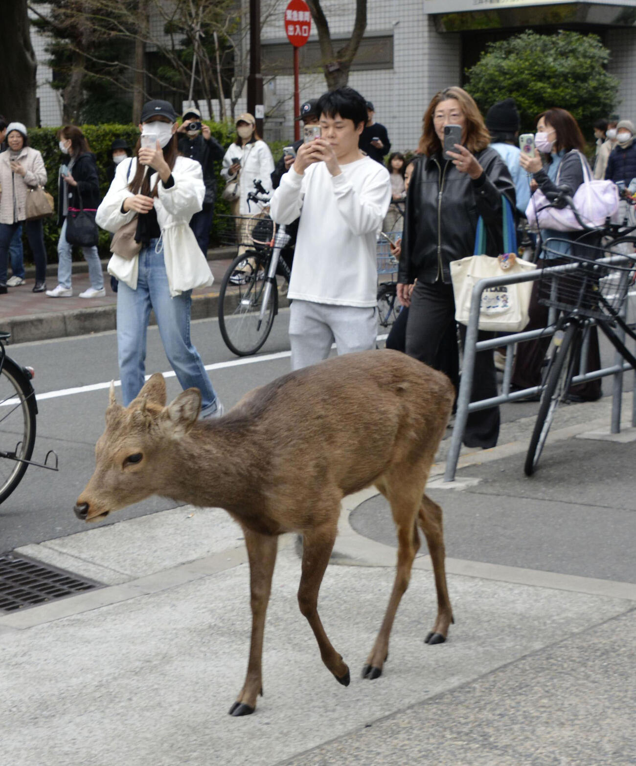 24日、大阪市都島区に現れたシカについて歩く住民ら（共同）