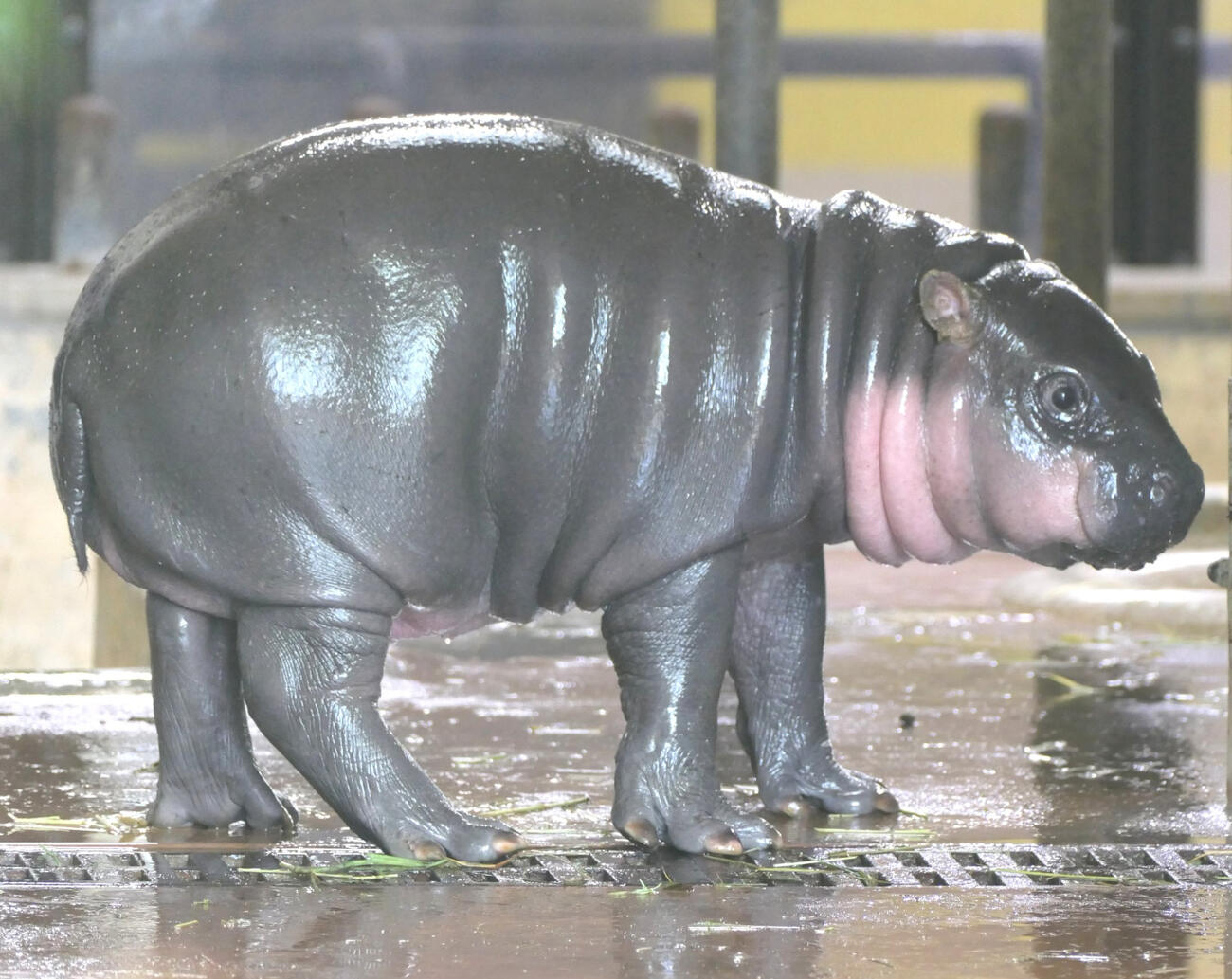 名前が決まったコビトカバ（上野動物園の公式Xから）