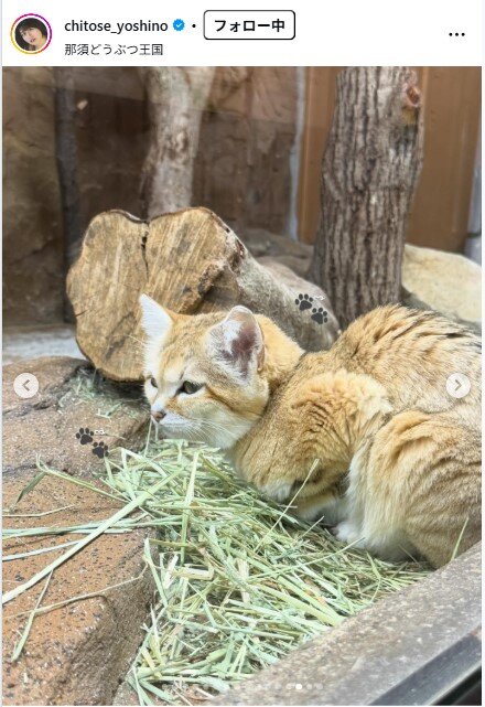 ちとせよしののインスタグラムから
