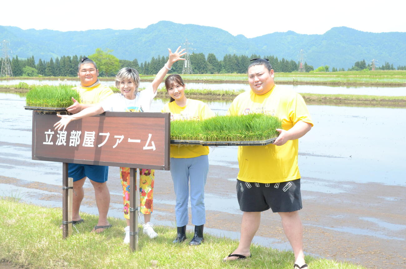 新潟県津南町の立浪部屋ファームで田植えした、左から木皇竜、小林幸子、伊藤悠真、大花竜