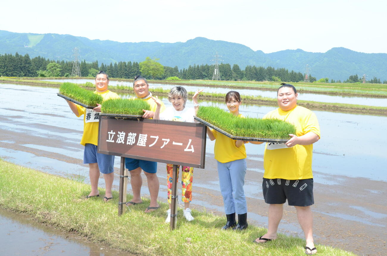 新潟県津南町の立浪部屋ファームで田植えした、左から春雷、木皇竜、小林幸子、伊藤悠真、大花竜