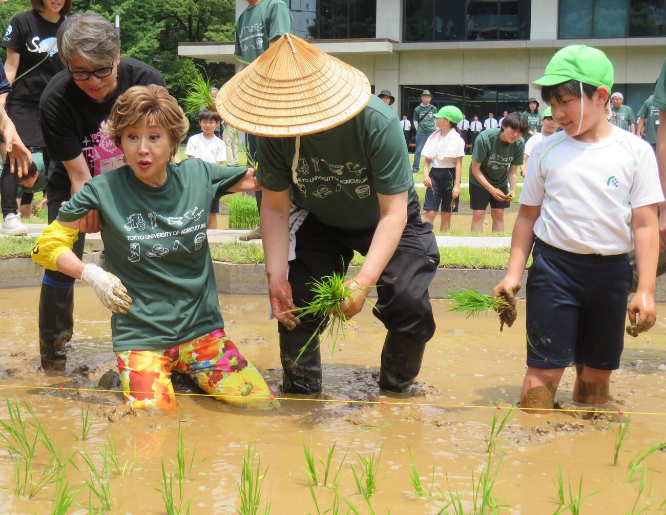 田植え中に転んだ小林幸子