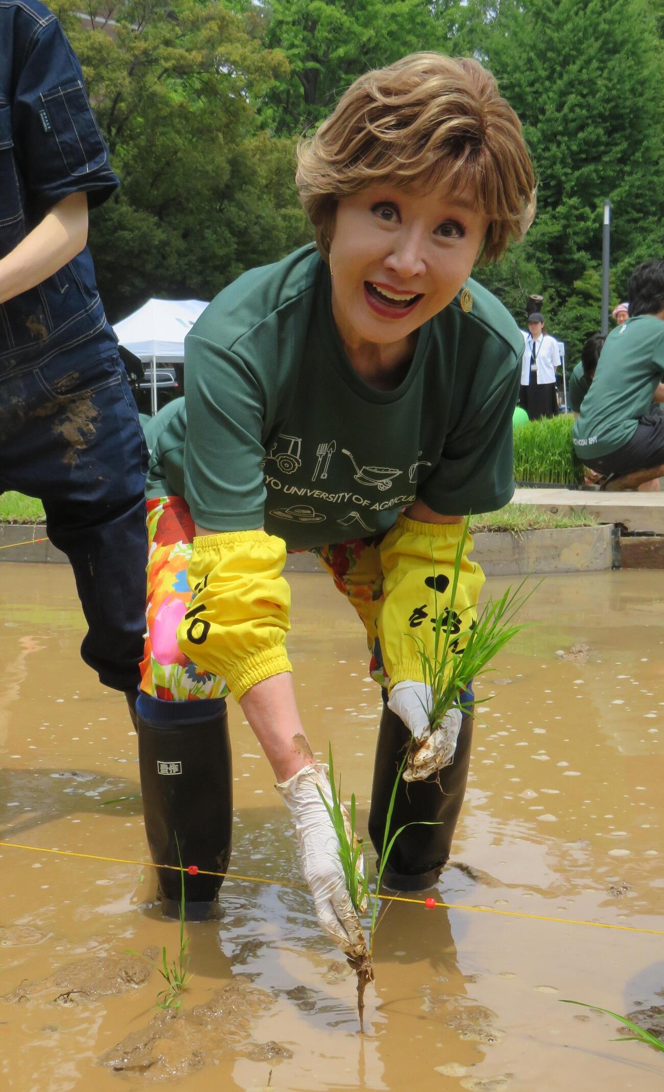 東農大世田谷キャンパスで田植えを行った小林幸子