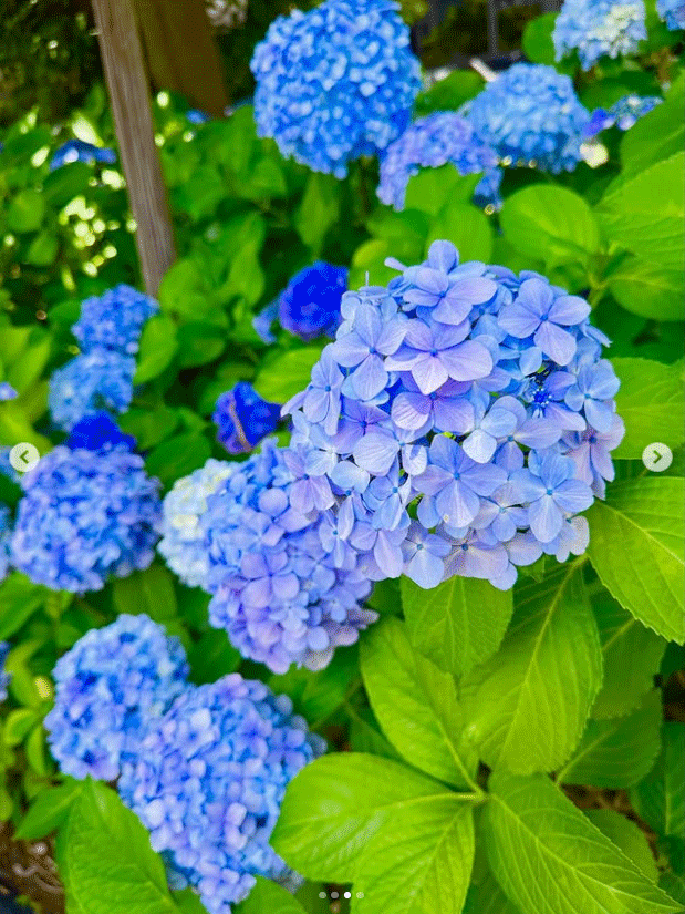 AYAのインスタグラムから