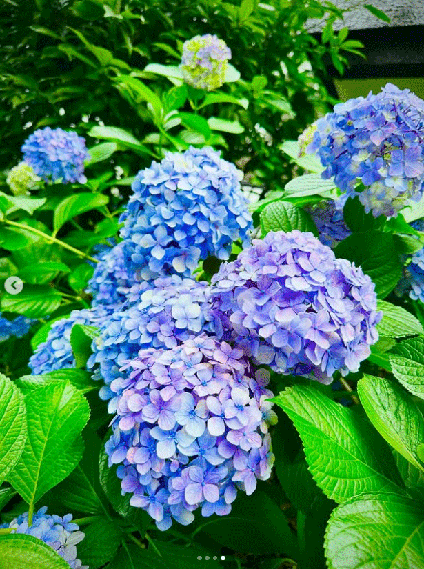 AYAのインスタグラムから