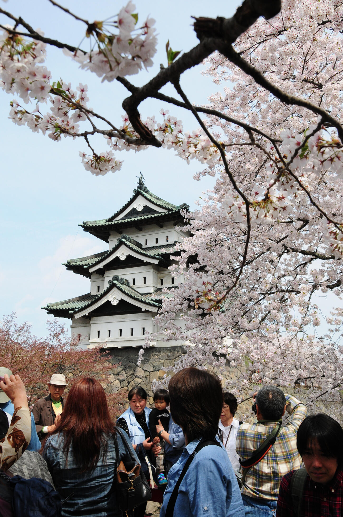 桜が映える弘前城（2012年5月撮影）