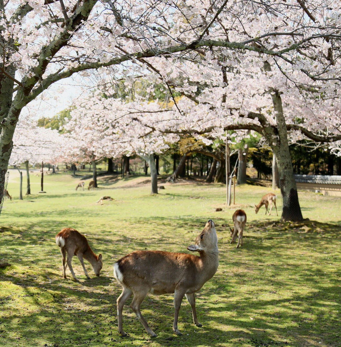 奈良公園のシカ（2020年4月撮影）