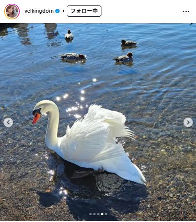 ベルちゃんのインスタグラムから