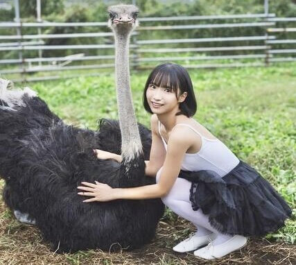 ダチョウと琴吹ゆず