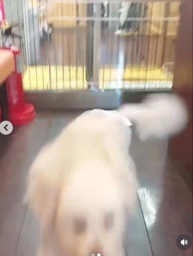 小沢和義のインスタグラムから
