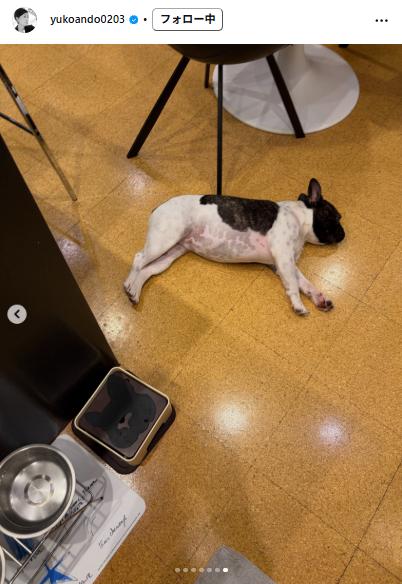愛犬の寝落ちショット公開（安藤優子のインスタグラムから）