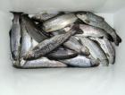 記者のこの日の釣果