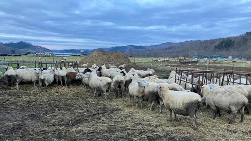 酪農もさかんで羊牧場もある（筆者撮影）