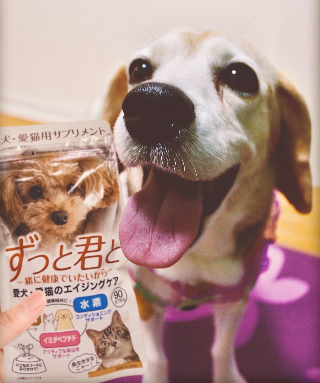高齢犬・高齢猫のためのエイジングケアサプリメント「ずっと君と」