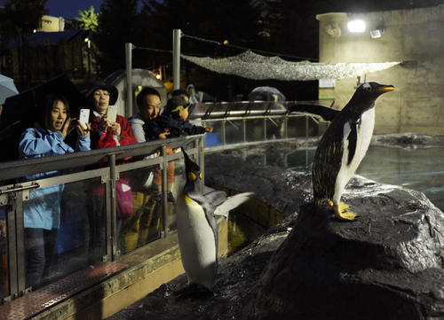 開園時間が延長された「夜の動物園」で、ペンギンを見る人たち（共同）