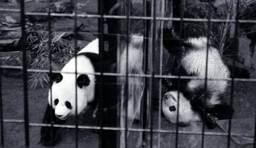 上野動物園でカンカンとランラン初公開／今日は？ - 社会写真ニュース