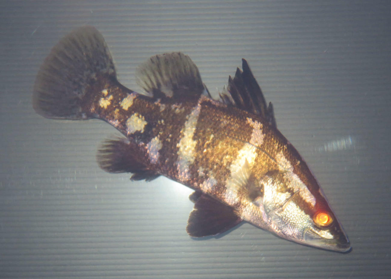 浜名湖で幻中の幻といえるアカメは、その名の通り目が赤い