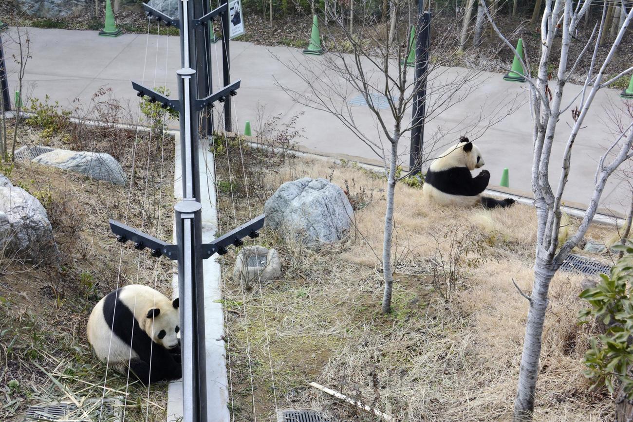 1日、柵越しにお見合いする東京・上野動物園のジャイアントパンダ、雄リーリー（左）と雌シンシン（東京動物園協会提供）