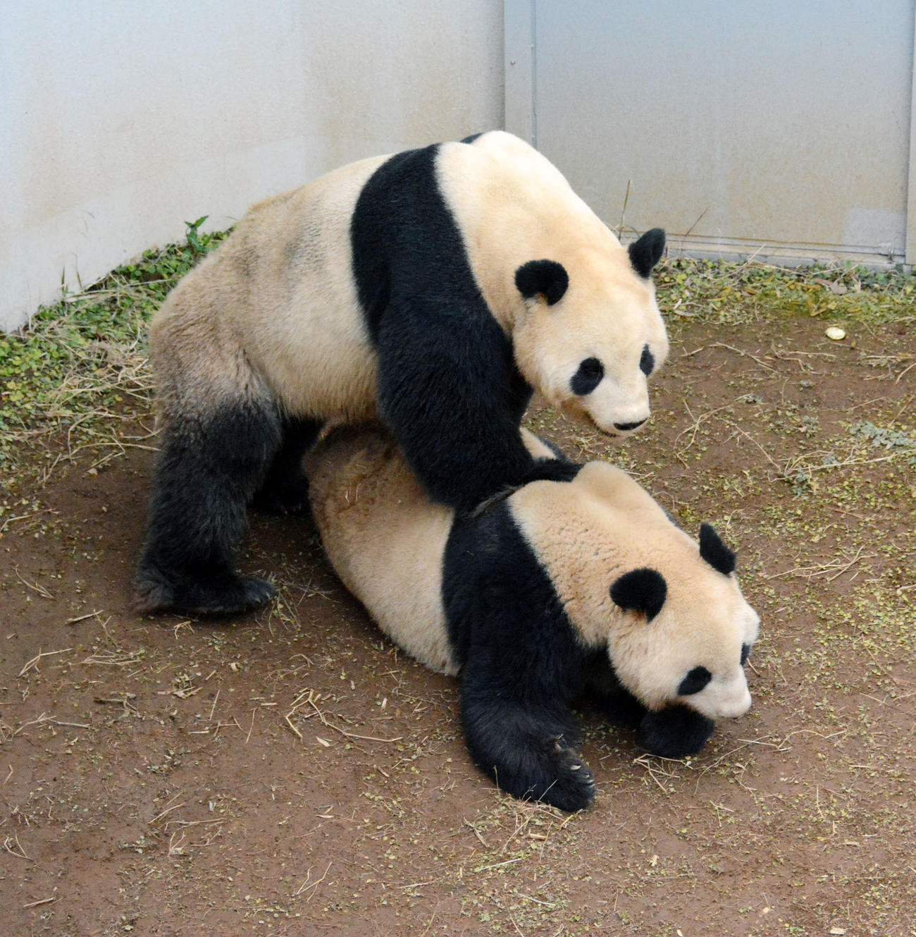 交尾のため、ジャイアントパンダの雌シンシン（下）へ近づく雄リーリー（東京動物園協会提供）